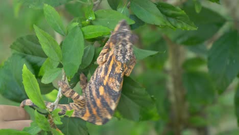 orange cameleon on a tree in the jungle getting upset when someone tries to touch it, madagaskar, nosy be, africa