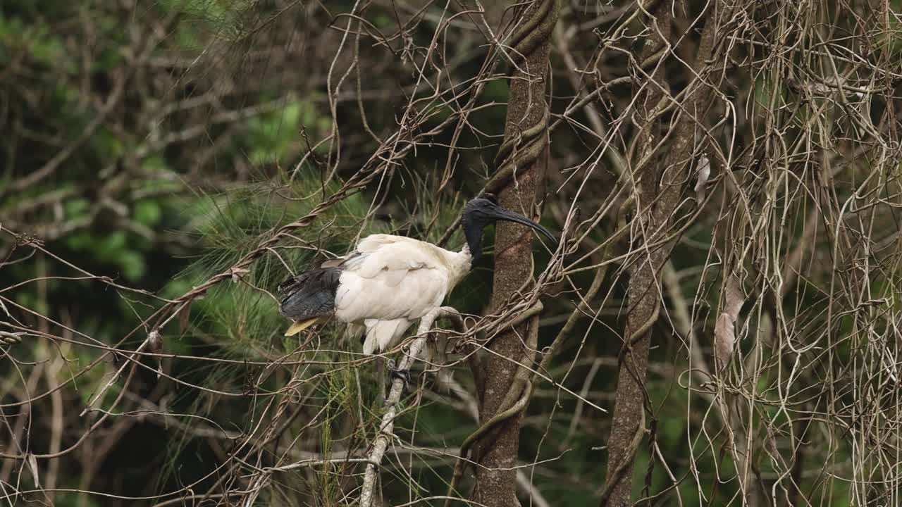 un ibis interactúa con su entorno en un árbol.