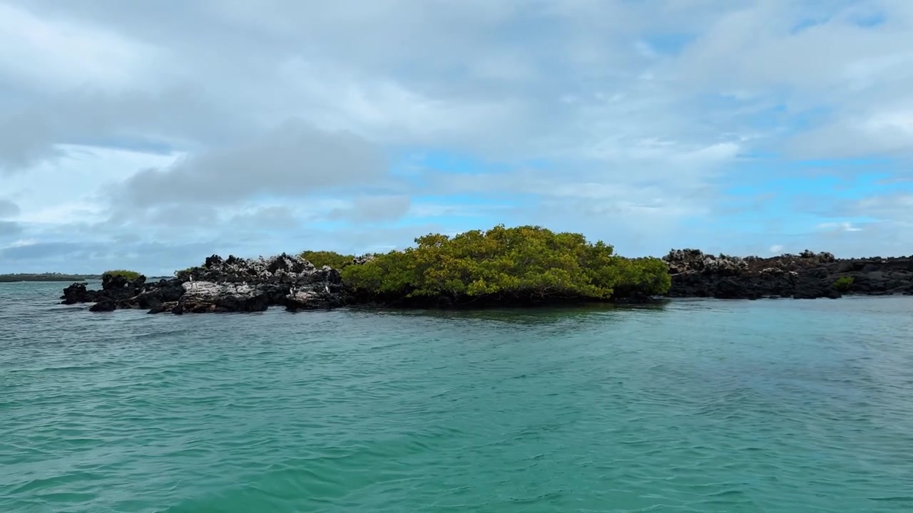 Mangrovie su una costa vulcanica, Las Tintoreras, Galapagos. Fitta vegetazione verde che cresce su roccia lavica nera con acqua turchese vista dal livello della barca