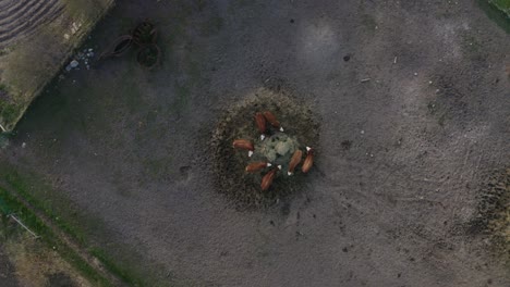 un disparo de dron que se aleja de un grupo de toros alimentados con pasto comiendo heno en una granja alimentada con pasto