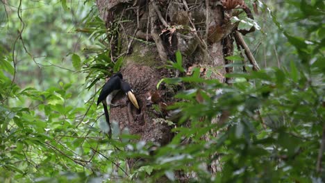 vliegend van de linkerkant van het frame, brengt de oosterse pied hornbill anthracoceros albirostris voedsel voor zijn partner.