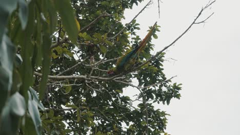 Pájaro-Guacamayo-Posado-En-El-árbol-Contra-El-Cielo-Despejado---Tiro-De-ángulo-Bajo