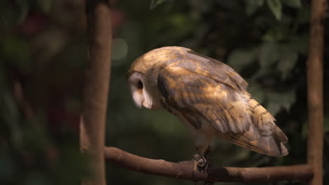 medium-sized captive barn owl looking up and down at its surroundings