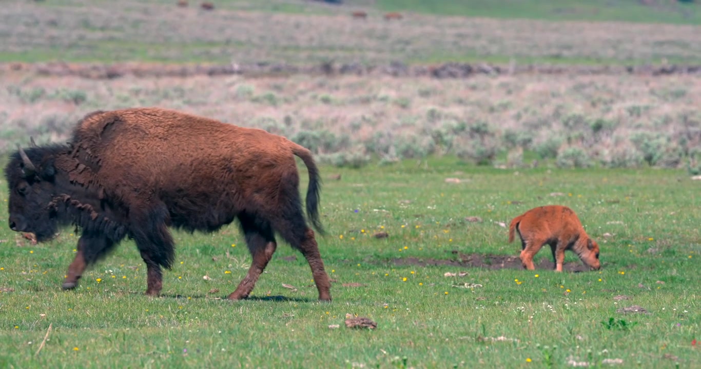 I varmt väder kan en liten bisonkalv ses vila på en jordplätt medan hjorden är i rörelse