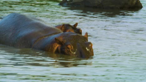 enorme hipopótamo se abaixa na água no parque nacional de serengeti, tanzânia, áfrica