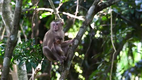 El-Macaco-De-Cola-De-Cerdo-Del-Norte-Es-Un-Primate-Que-Se-Encuentra-Comúnmente-En-El-Parque-Nacional-De-Khao-Yai,-Aunque-Es-Una-Especie-Vulnerable