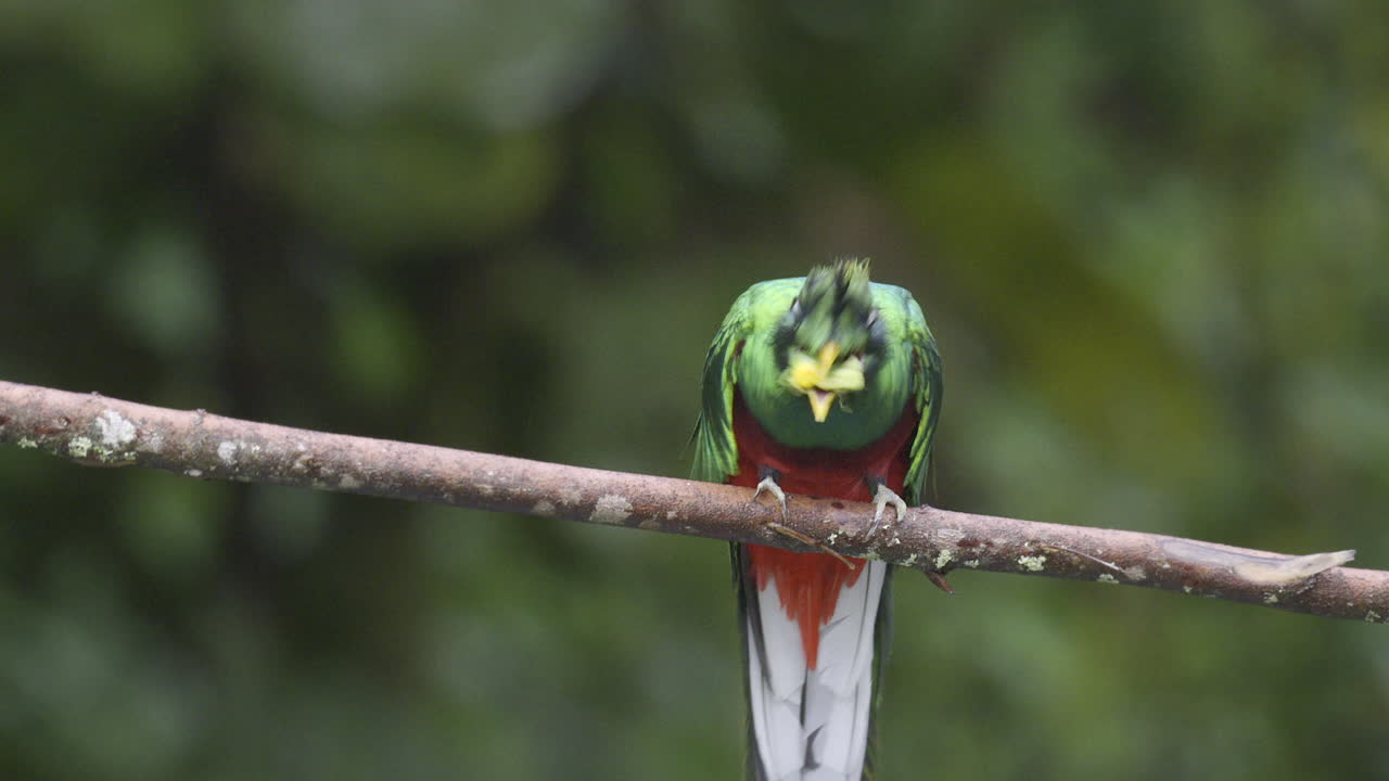 resplandeciente macho de quetzal posado en una rama, comiendo un aguacate silvestre