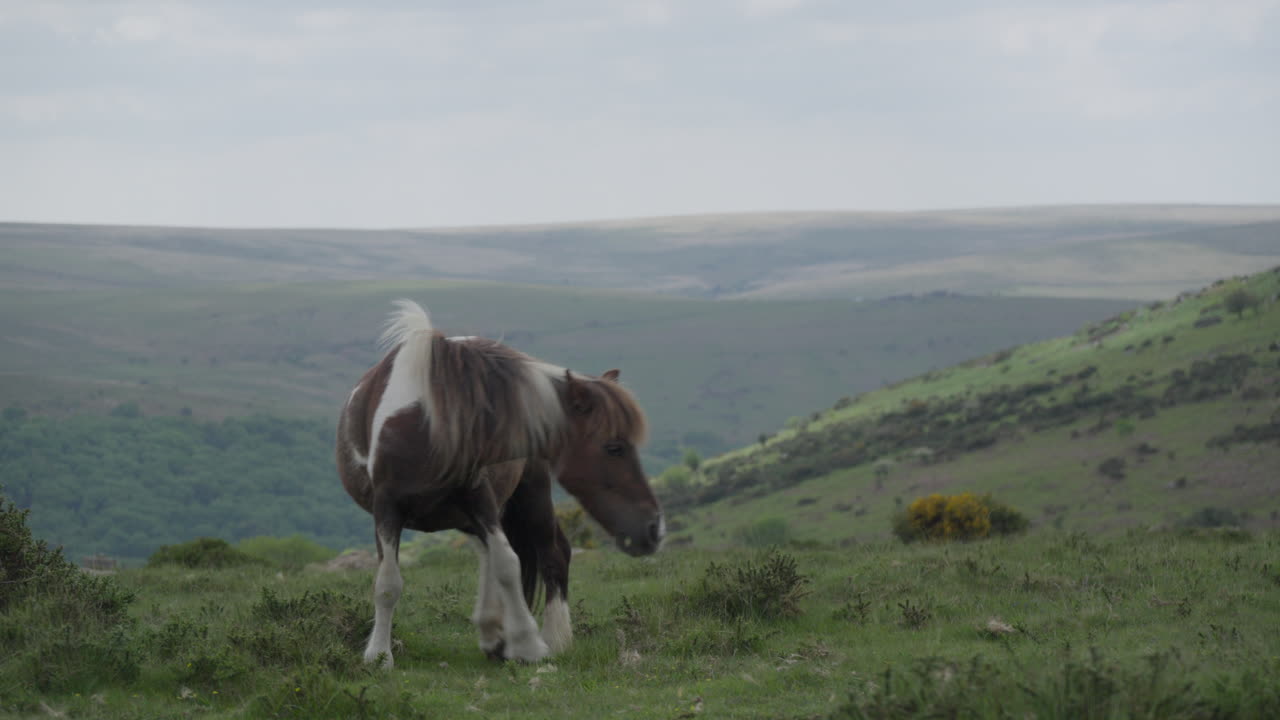 caballos salvajes pastando las colinas en el parque nacional de dartmoor, inglaterra