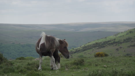 Wild-Horse-Grazing-the-Hills-in-Dartmoor-National-Park,-England