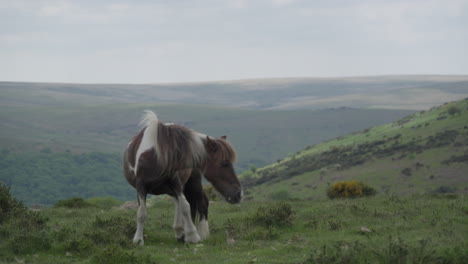 wild horse grazing the hills in dartmoor national park, england