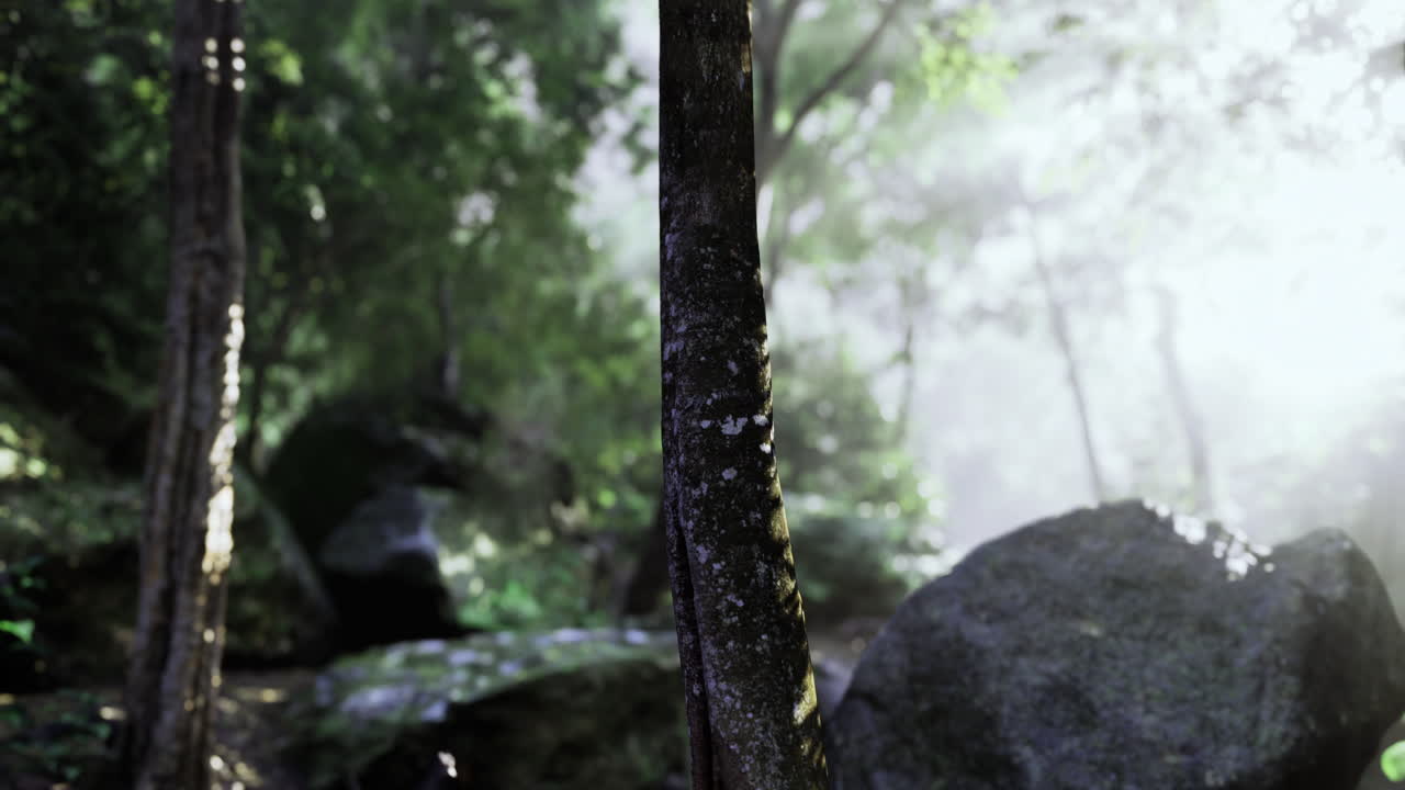 Misty forest landscape with sunlight filtering through trees and rocks