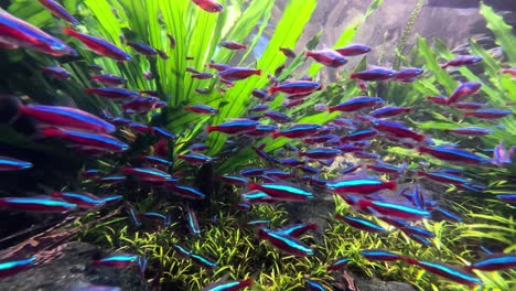 escuela de peces tetra cardenal dentro del tanque del acuario del parque acuático