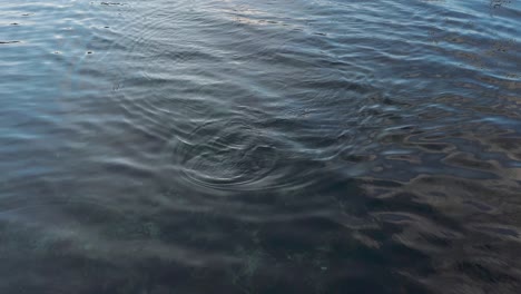 Nutria-Marina-Nadando-Hacia-La-Cámara-Antes-De-Desaparecer-Bajo-El-Agua