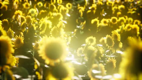 Sunflowers-blooming-in-Late-Summer