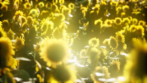 girasoles floreciendo a finales del verano