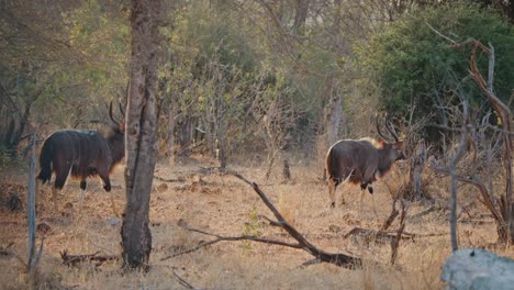 two nyala antelopes in the african savanna