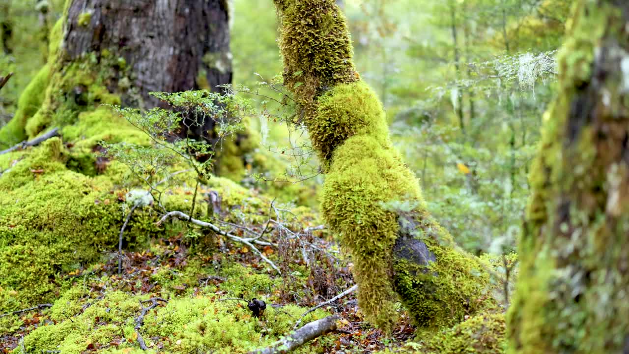 Vibrant green moss covers tree trunks in a serene forest setting. Soft natural light enhances the tranquil atmosphere