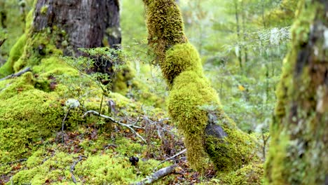vibrant green moss covers tree trunks in a serene forest setting. soft natural light enhances the tranquil atmosphere