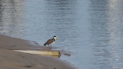 bird moves along water's edge, then flies away