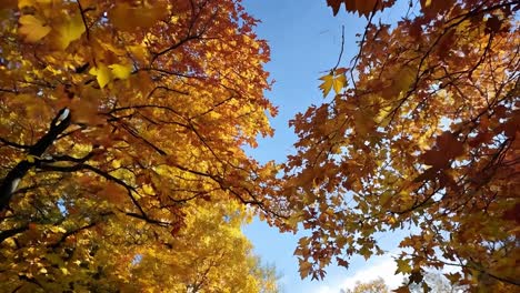 stunning autumn leaves