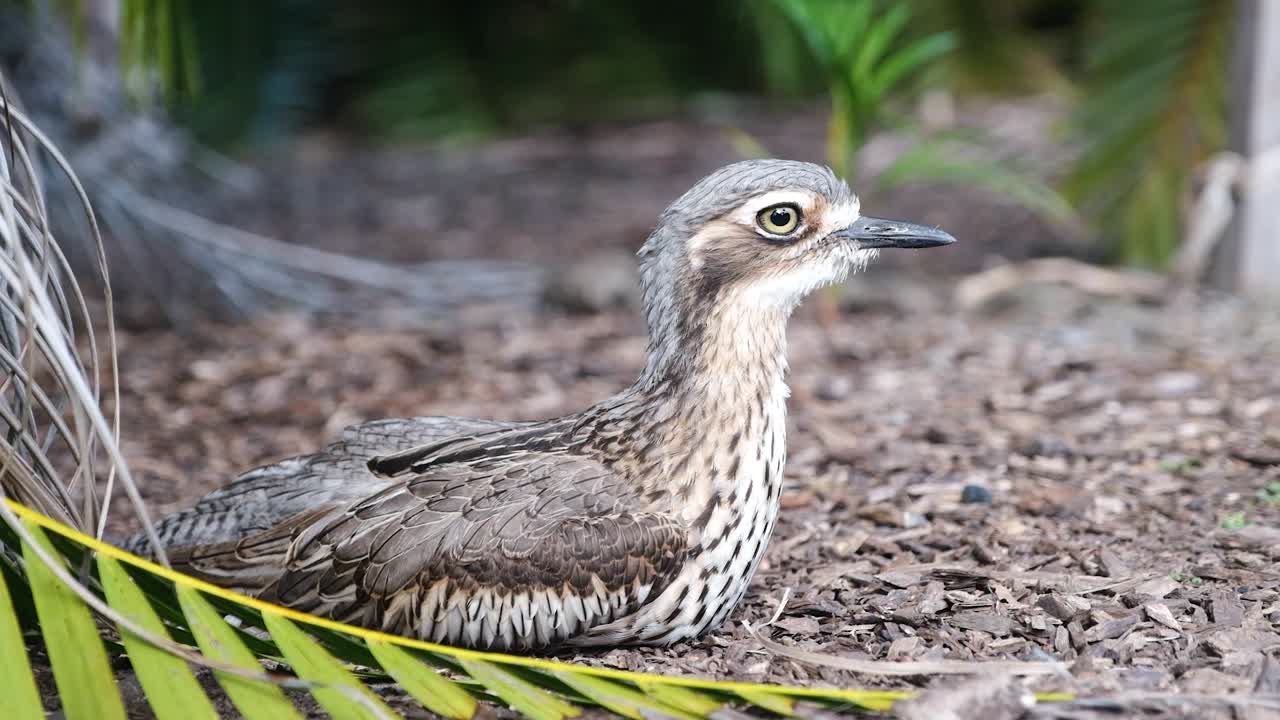 Slow motion of Bush Stone Curlew sitting still and blinking