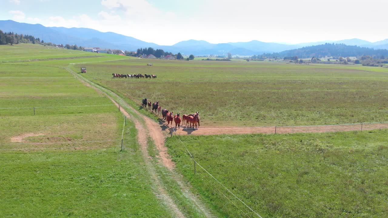 Mandria di cavalli domestici in recinto - Sorvolo aereo, vista panoramica della campagna