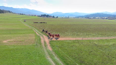 herd of domestic horses in eclosure - aerial flyover, scenic countryside view