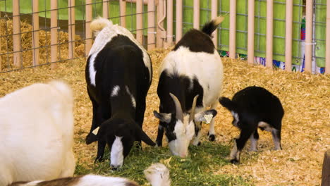 A-family-of-goats-dine-together-on-hay-grass,-baby-goat-scratches-itch-with-hoof----4K