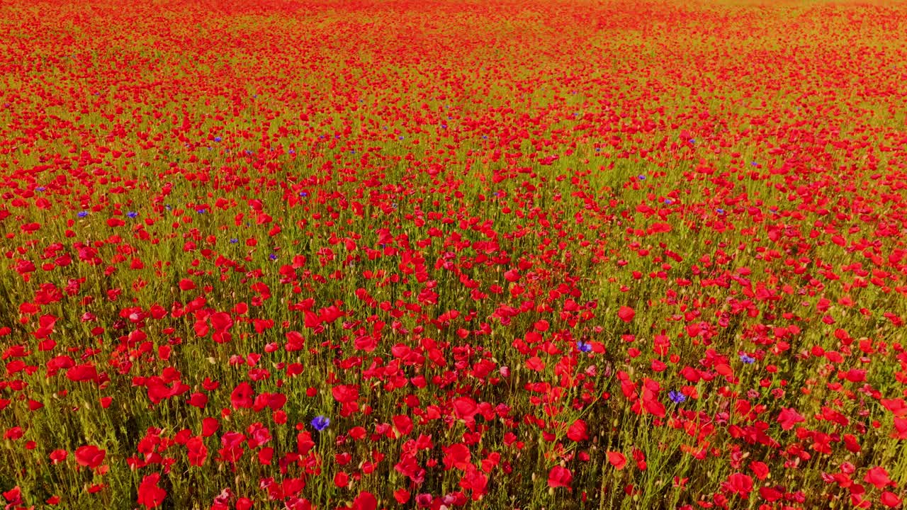 Lush summer red poppies fill frame in cinematic flyover above wildflower field