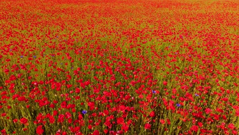 lush summer red poppies fill frame in cinematic flyover above wildflower field