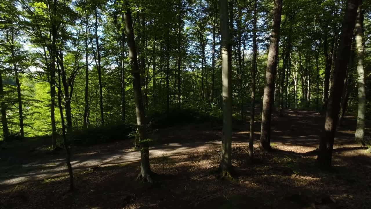 vuelo aéreo a través de un denso bosque de árboles coníferos siempre verdes
