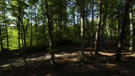 aerial flying through dense forest of evergreen coniferous trees