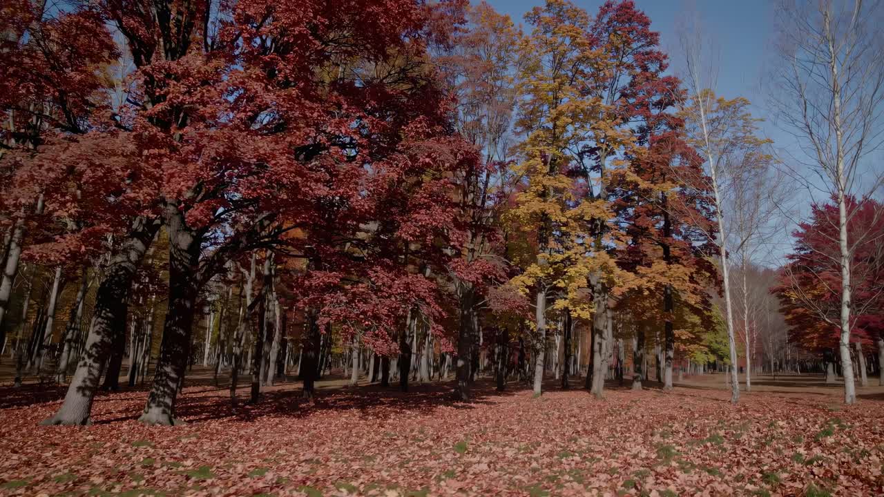 A serene autumn forest video with vibrant red and yellow leaves