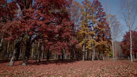 a serene autumn forest video with vibrant red and yellow leaves