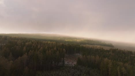 Aerial-drone-forward-moving-shot-over-dense-green-coniferous-forest-on-a-cloudy-day