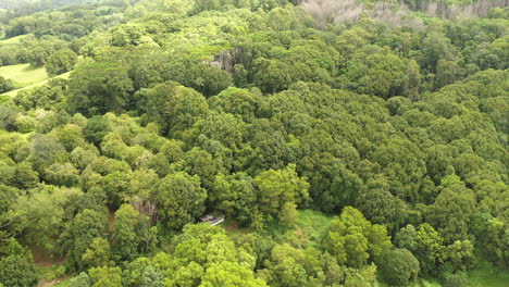 4k-Wide-drone-shot-of-flock-of-birds-flying-above-big-trees-in-the-nature-of-Australia