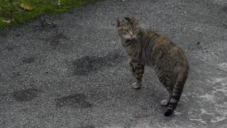 tabby cat searching for preys and climbing a wall to sit in loaf position