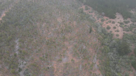 aerial - a large eucalyptus tree forest in vichuquen, chile, wide spinning shot