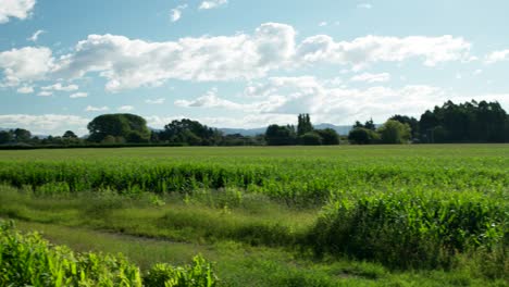 Revelan-Una-Foto-De-La-Montaña-Del-Volcán-En-Un-Día-Soleado-Con-Campo-De-Plantas-De-Maíz-Verde,-Zona-Rural-De-Nueva-Zelanda