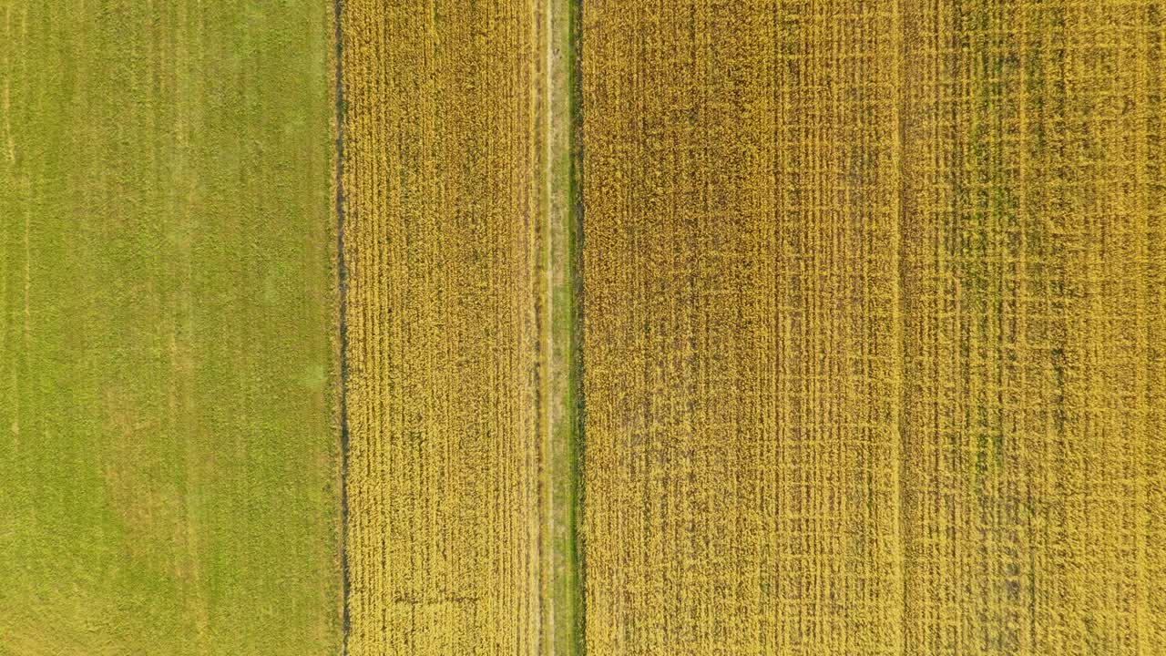 imagen abstracta verde de líneas diagonales de diferentes cultivos en el campo a principios del verano, disparar desde un dron directamente sobre el suelo