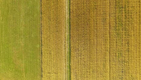 Imagen-Abstracta-Verde-De-Líneas-Diagonales-De-Diferentes-Cultivos-En-El-Campo-A-Principios-Del-Verano,-Disparar-Desde-Un-Dron-Directamente-Sobre-El-Suelo