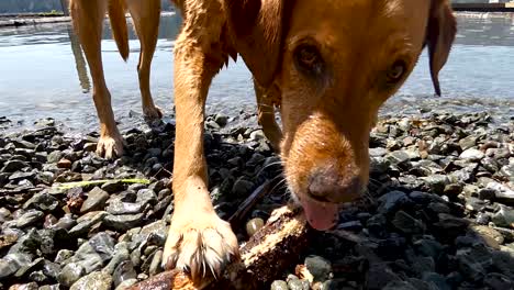 Hund-Frisst-Stock-Am-Schönen-See-Mit-Blauem-Himmel