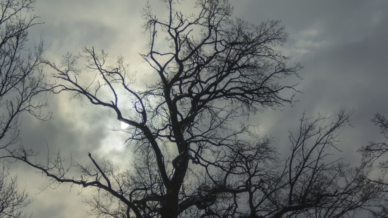 Snowing Winter Tree Timelapse