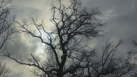 snowing winter tree timelapse
