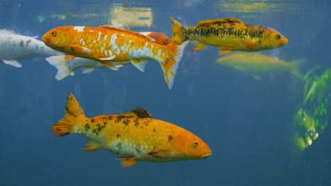 A-large-group-of-Japanese-Koi-Carp-fish-swims-around-in-dark-blue-water-from-the-side