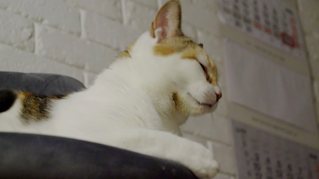 A yawning cat resting at home on a cozy chair.
