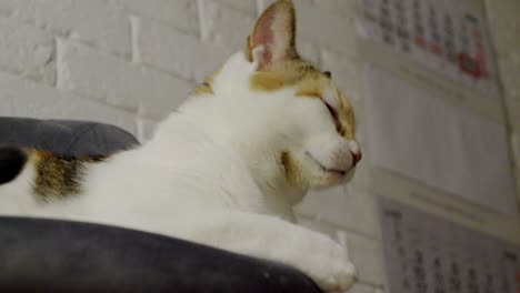 a yawning cat resting at home on a cozy chair.