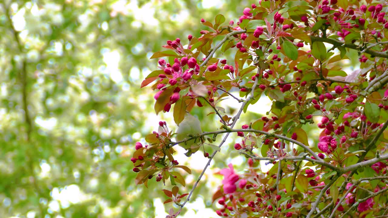 Small Green Bird Perched on a Branch of a Tree with Pink Blossoms