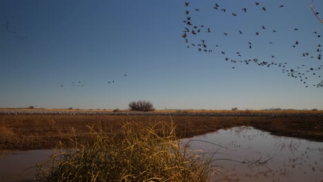 sandhill crane bandada de varias grullas volando y migrando en primavera en cámara lenta