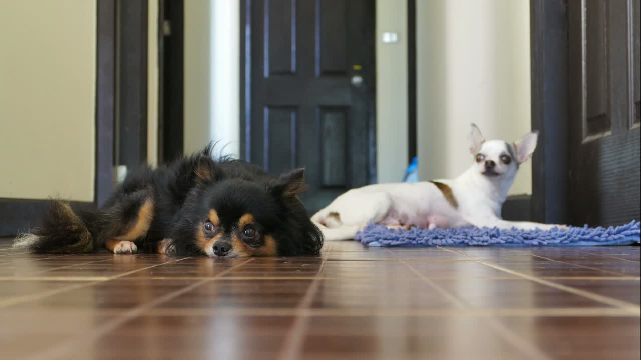 작은 치와와 개들이 휴식을 취하고 있습니다.